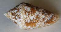 Conus scottjordani Poppe, Monnier & Tagaro, 2012